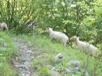 Youri - Ecrins 2005 019